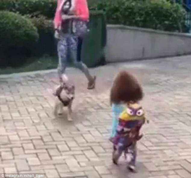 Dou Dou can be seen wearing a blue raincoat walking down a street in China. She meets another dog, who becomes very interested in her and begins sniffing her