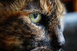profile picture of Tortoiseshell cat