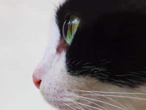 profile picture of a black and white cat with green eyes