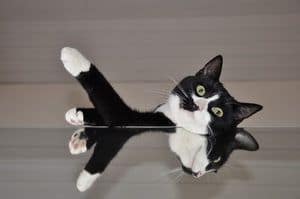 picture of funny black and white cat