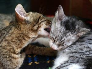 Cats licking another cat