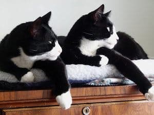 two black and white cats looking away