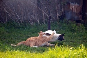 image of two felines fighting