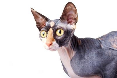 Several breeds of hairless cats don