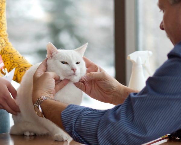 Белая кошка у ветеринара