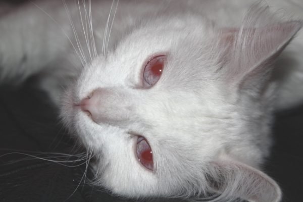 Белая кошка альбинос