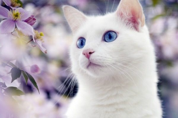 Белая кошка с цветами