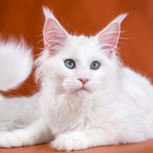 Самая крупная порода кошек Мейн Кун: окрас в таблице, узоры и отметины