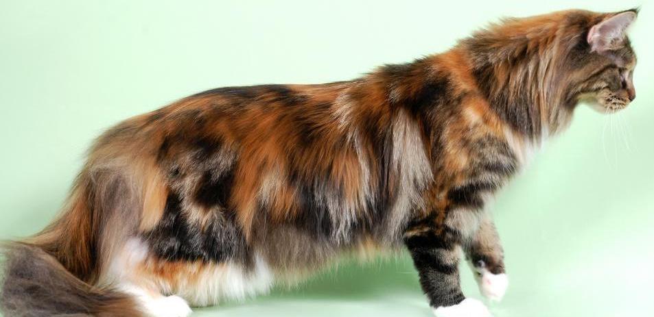 Самая крупная порода кошек Мейн Кун: окрас в таблице, узоры и отметины