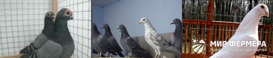 Бельгийские выставочные голуби фото