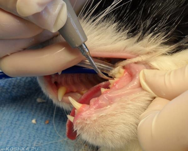 Операция по удалению зубного камня у кошки под общим наркозом