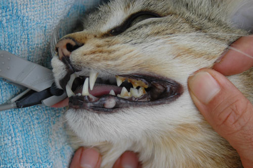 Желтый налёт на зубе и зубной камень у кошки
