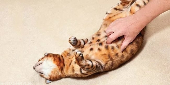 Хозяин чешет живот кошке которая лежит на спине