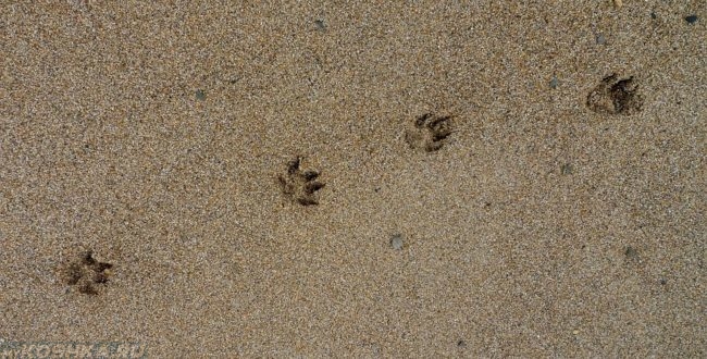 Собачьи следы на мокром песке