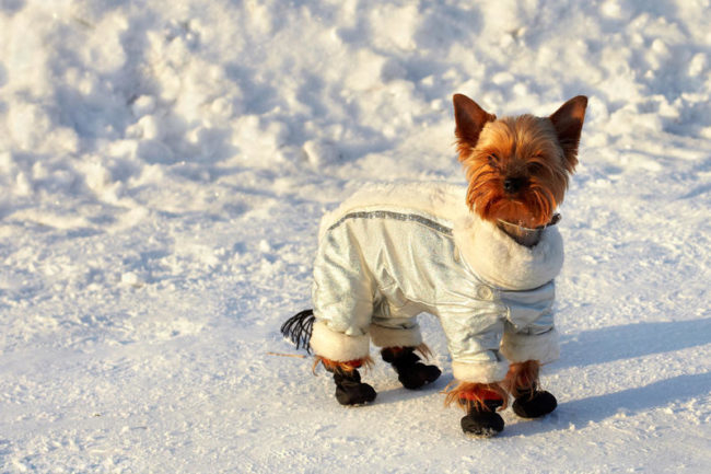 Собака зимой в одежде и обуви