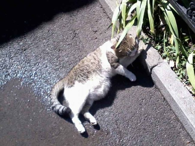 Большой живот у уличного кота лежащего на мокром асфальте летом