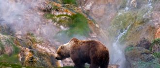 Камчатский медведь. Описание и образ жизни камчатского медведя