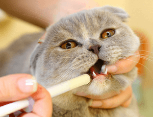 лечение короновирусный гастроэнтерит у кошек