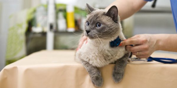 Лечить кошачью астму подручными средствами нецелесообразно