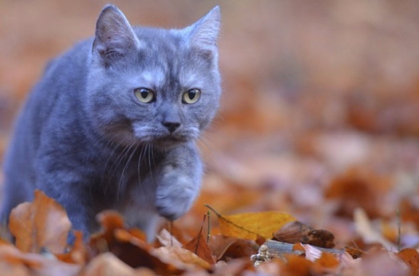 Серый кот дома: приметы и поверья