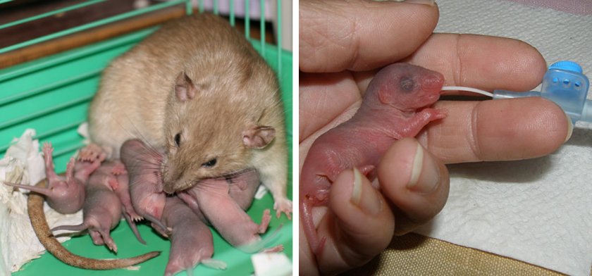 Кормление новорождённых мышат