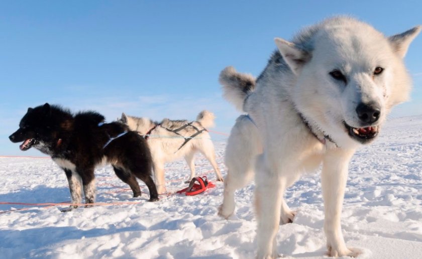 Canadian Eskimo Dog