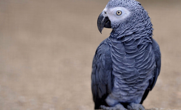 Как ухаживать за попугаями Жако (серый попугай)