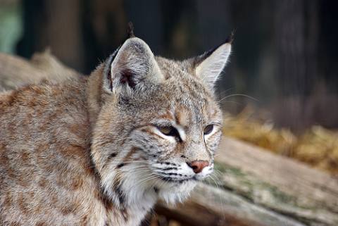 Eurasian Lynx cat