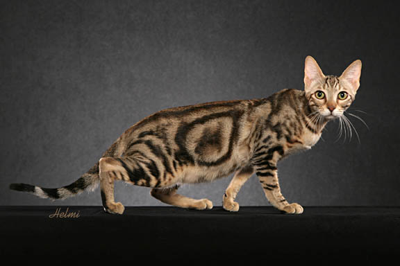 Sokoke cat  - rare breed
