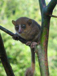 New primate species discovered on Madagascar