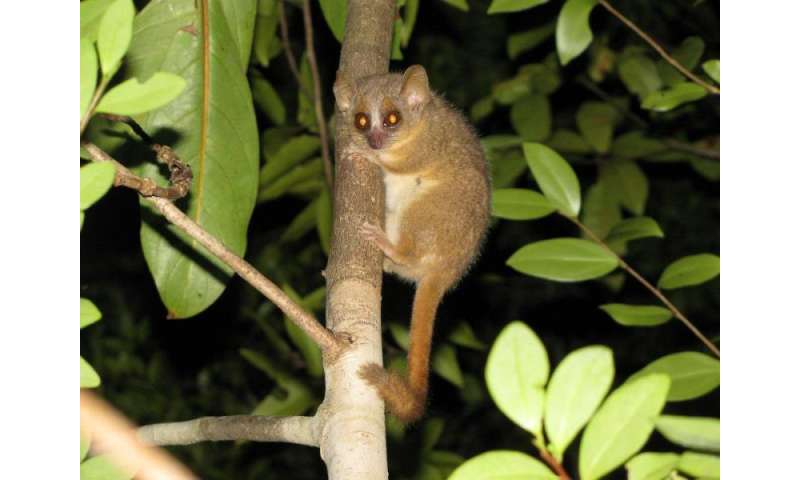 Three new primate species discovered in Madagascar