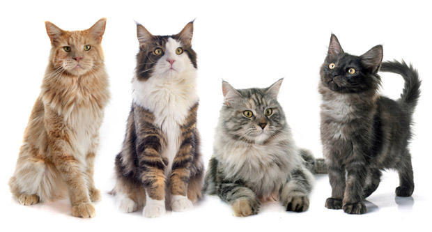 portrait of four purebred maine coon cats on a white background