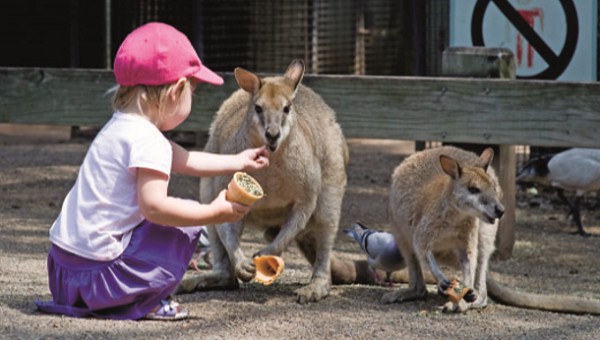 Маленькая австралийка, кормящая кенгуру