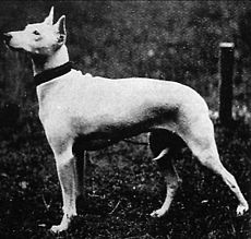 Olde White English Terrier.jpg