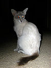 Javanese cat.jpg