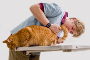 Диагностика причин, приводящих к появлению крови в моче у кота / кошки / котенка