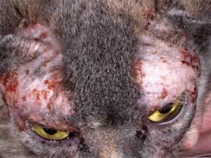Аллергены в пище, как причина дерматита у кошек