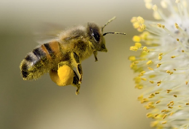 Задние собирательные ноги представителей семейства пчелиных