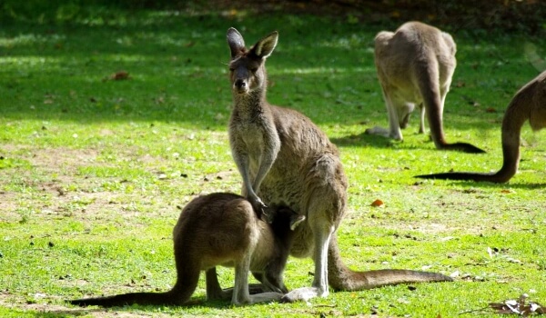 Фото: Серый восточный кенгуру