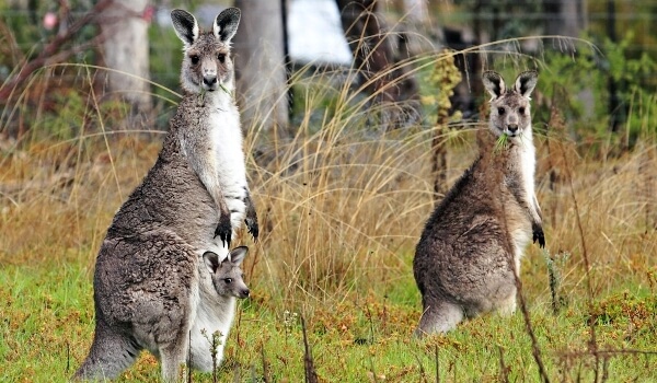 Фото: Гигантские кенгуру в Австралии