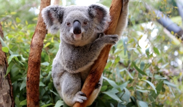 Фото: Животное коала