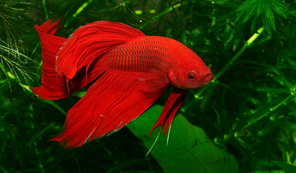 Фото: Красная рыба петух