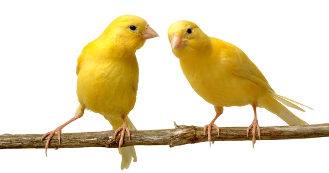 Канарейка - содержание и уход, как заботиться о лучшей певчей птице?
