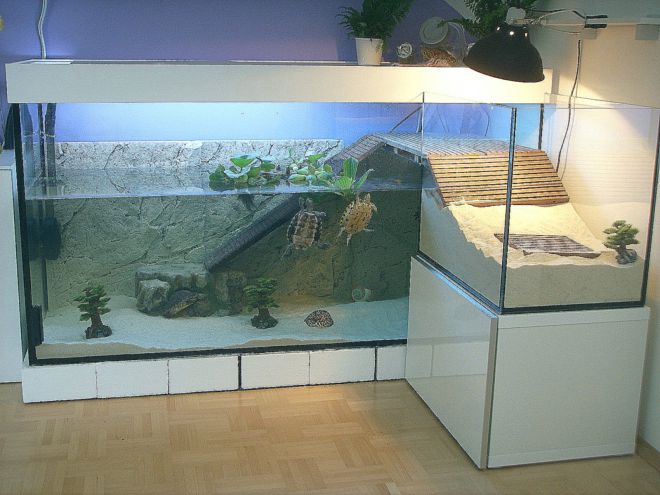 Как обустроить аквариум для черепах