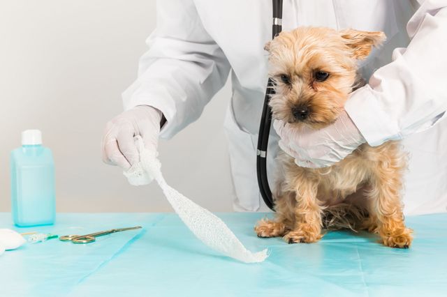 Ветеринара лечит собаку
