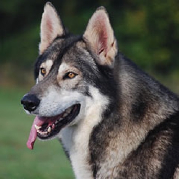 Photo of adult Northern Inuit Dog