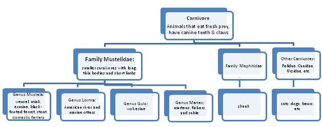 domestic ferret taxonomy chart
