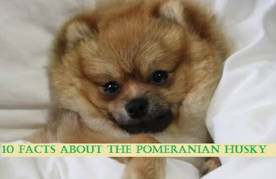 10 Facts About the Pomeranian Husky