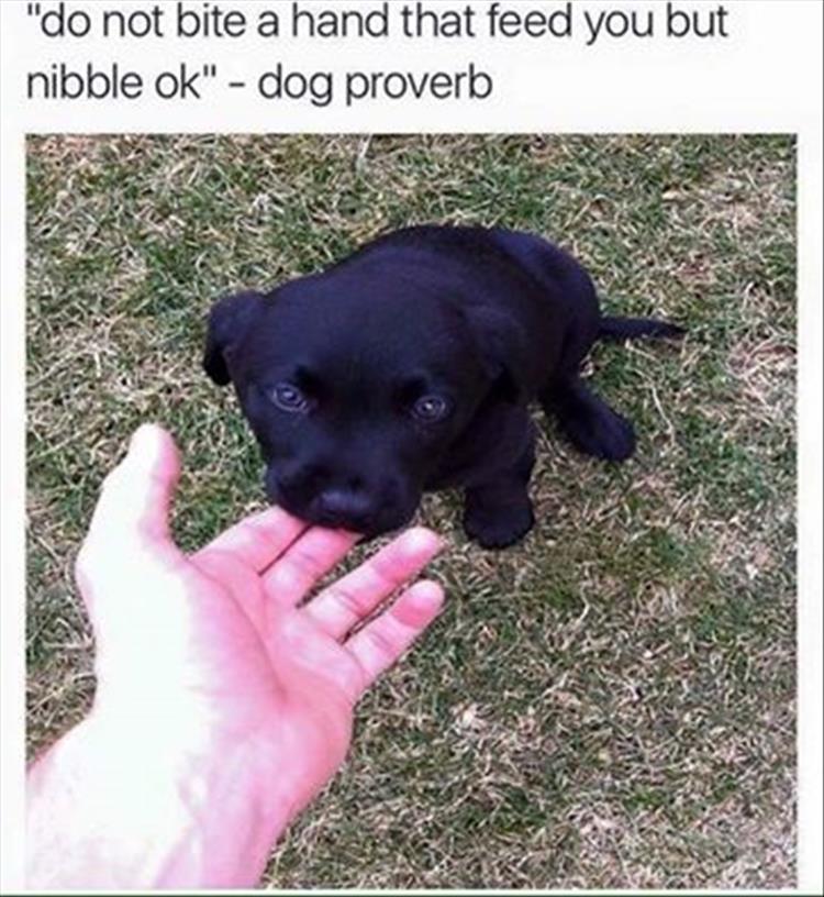 Teaching a Puppy Not to Bite