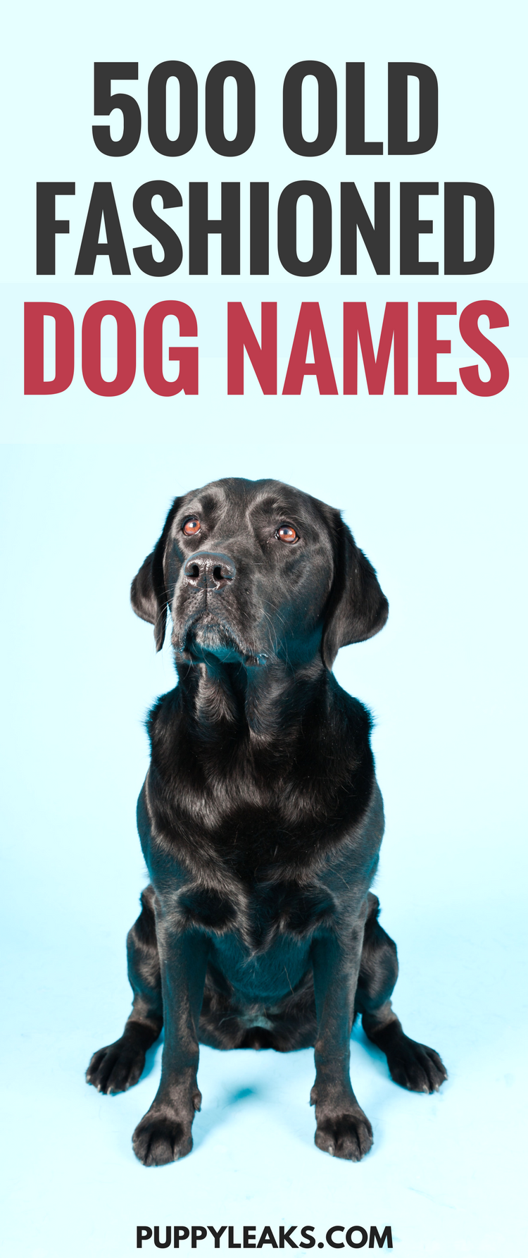 500 Old Fashioned Dog Names